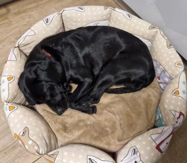 BONNIE SUCHT IHR FÜR-IMMER-ZUHAUSE