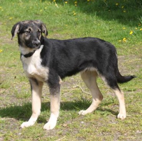 Slim King - Familienanschluss gesucht