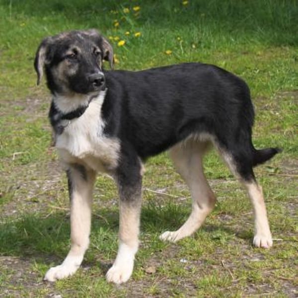 Slim King - Familienanschluss gesucht