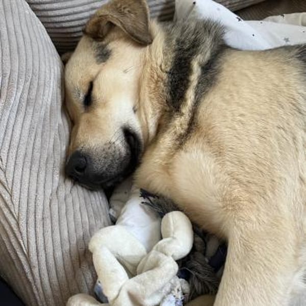 Oskar