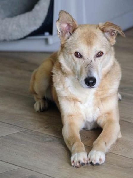 Cooper liebenswerter Rüde 🍀