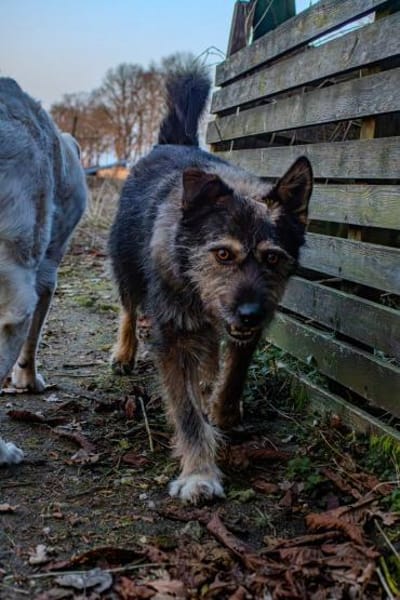 Timmy sucht neues Glück