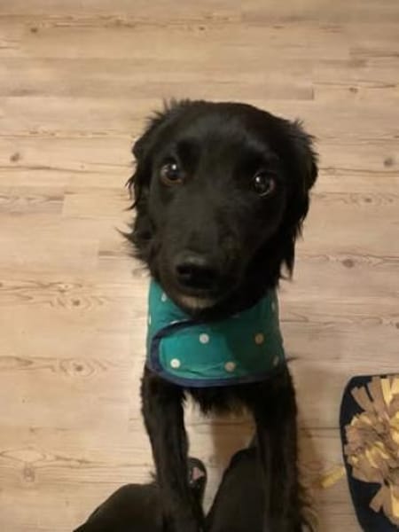 🐾Melissa🐾 sucht ihre Menschen