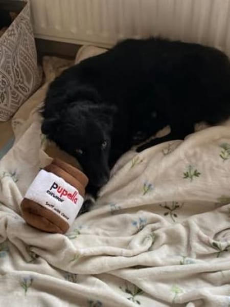 🐾Melissa🐾 sucht ihre Menschen