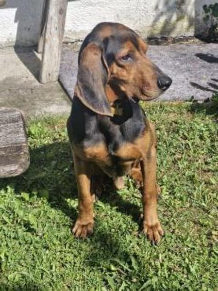 Joschi, sucht Herzensmensch