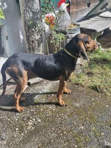 Joschi, sucht Herzensmensch