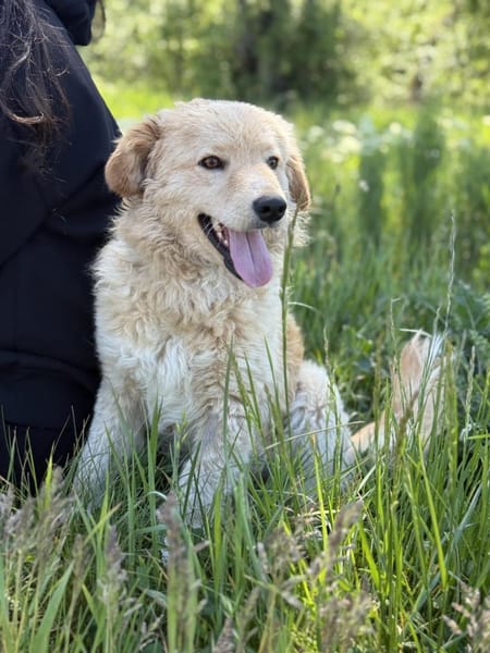 Arlo Kleiner Sonnenschein Arlo sucht sei