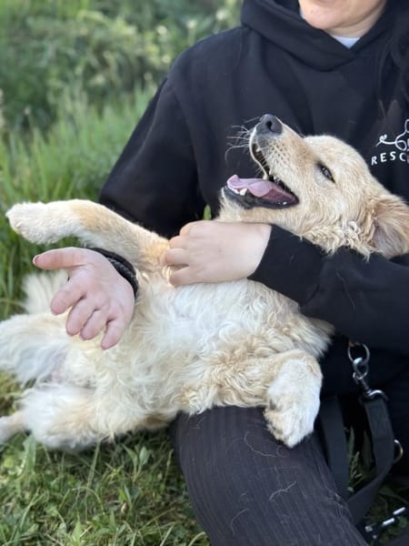 Arlo Kleiner Sonnenschein Arlo sucht sei