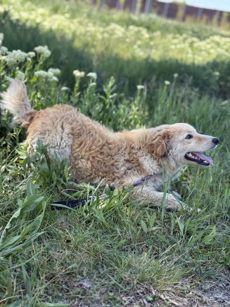 Arlo Kleiner Sonnenschein Arlo sucht sei