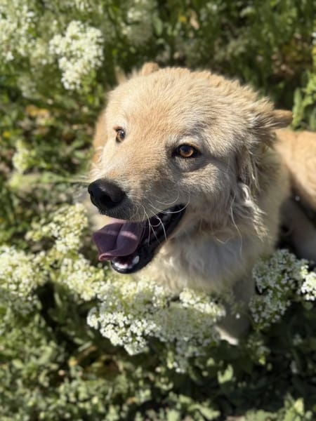 Arlo Kleiner Sonnenschein Arlo sucht sei