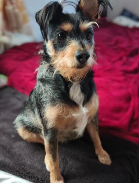 Mina sucht ein Zuhause