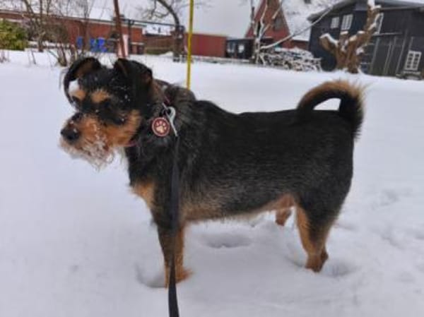 Mina sucht ein Zuhause