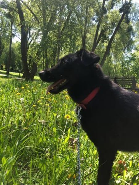 Berti sucht ihre Familie , treu,  Ruhig