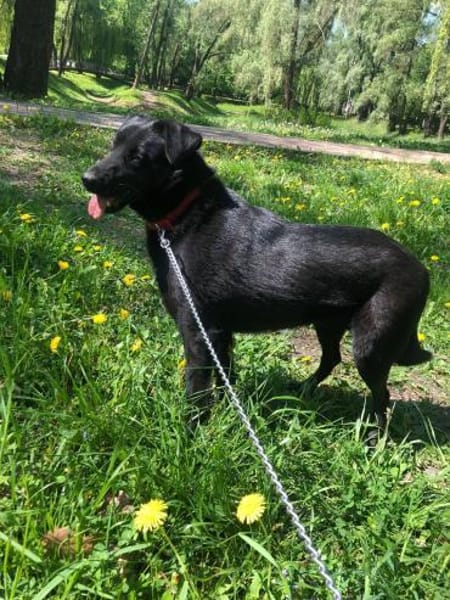 Berti sucht ihre Familie , treu,  Ruhig
