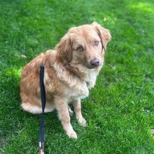 Liam - gelehriger Teddybär sucht Garten