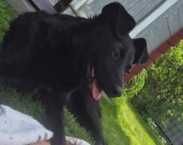 Nisha sucht ihr Für-Immer-Zuhause 💖