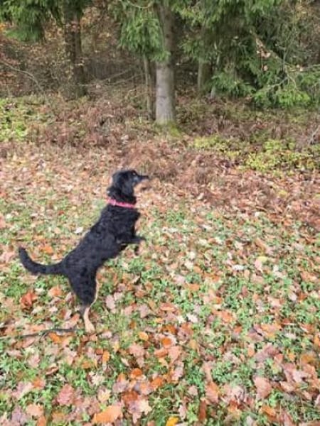 🐾Willi sucht seine Menschen 🐾