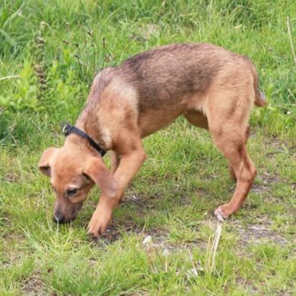 Adam - Für-Immer-Körbchen gesucht