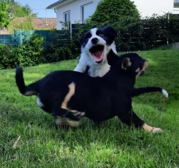 Liebvoller Loui sucht sein Glück