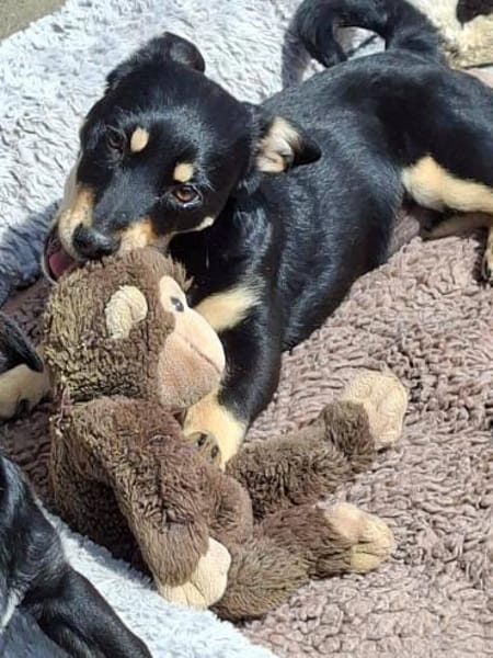 Liebvoller Loui sucht sein Glück