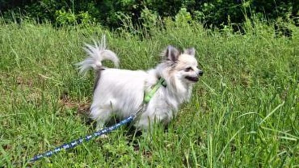 Cody, zauberhaft und katzenverträglich