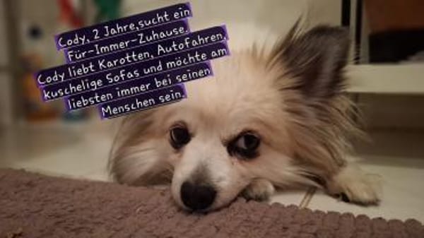 Cody, zauberhaft und katzenverträglich