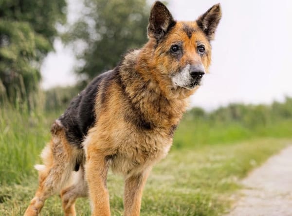 RAYSON SOS URGENT