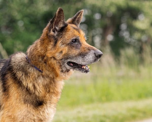 RAYSON SOS URGENT