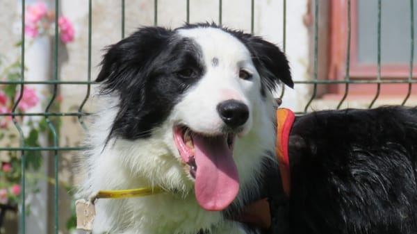 VIXY