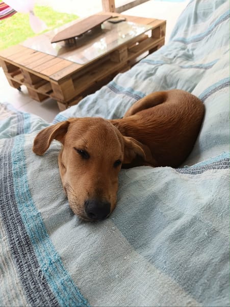 Loki, un toutou adorable