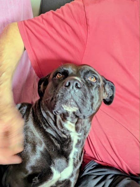 PaTy, douce et délicate