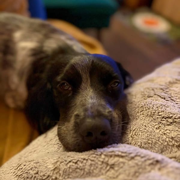 ✨️ ORKA ✨️ 🐶