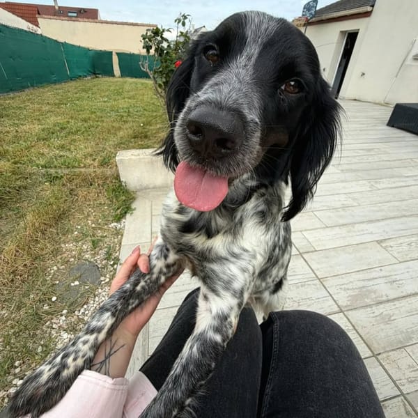 ✨️ ORKA ✨️ 🐶