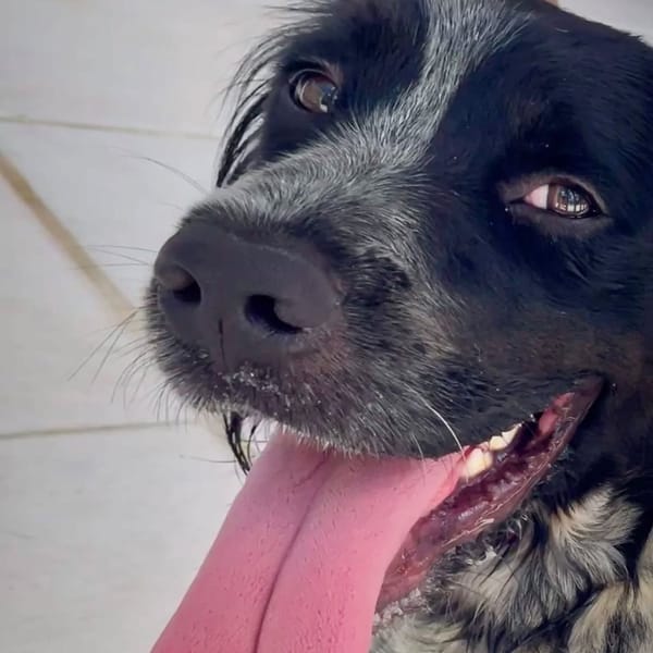 ✨️ ORKA ✨️ 🐶