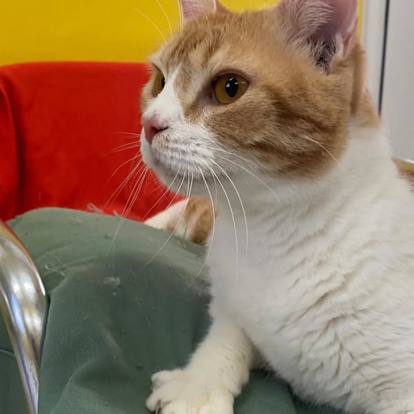 ✨️ MACHU ✨️ 🐱
