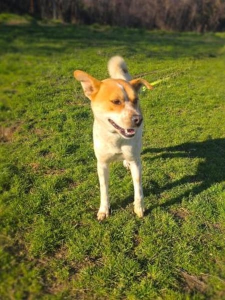 Ginger ein toller Familienhund