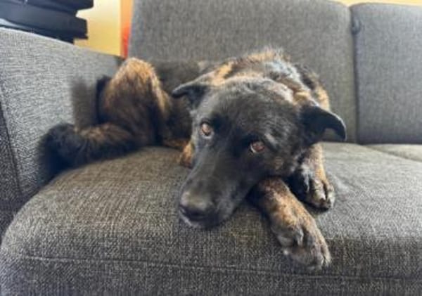 Sissi, stubenreine Hündin, ca. 2 Jahre