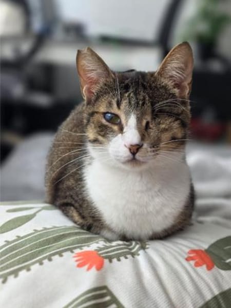 Lime, ruhige Gefährtin, ca. 2 Jahre