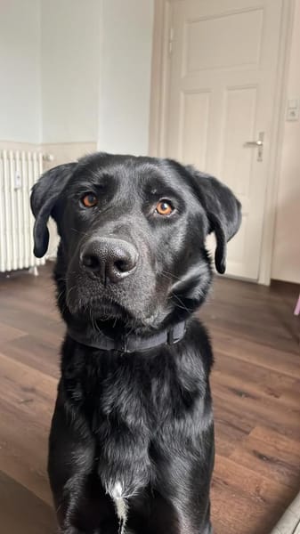 LUCKY BOY MÖCHTE BALD ANKOMMEN!