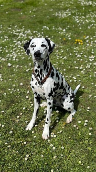 Luna die 7. sucht dringend neues Zuhause