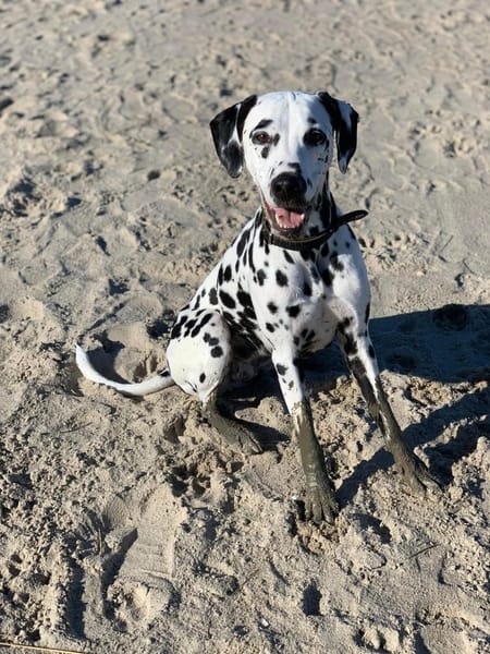 Luna die 7. sucht dringend neues Zuhause