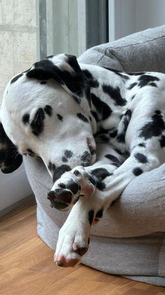 Luna die 7. sucht dringend neues Zuhause