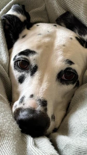Luna die 7. sucht dringend neues Zuhause