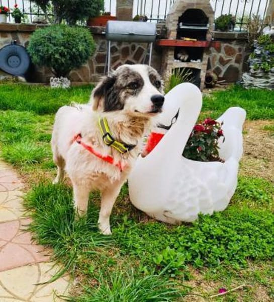 Snoopy ein verschmuster kleiner Kerl