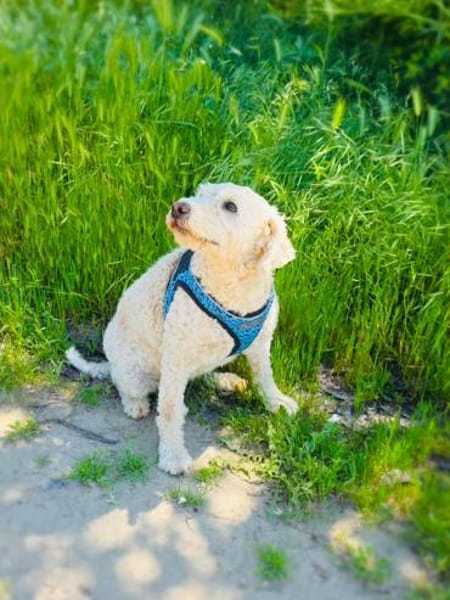 Tolles Pudelmix Mädchen