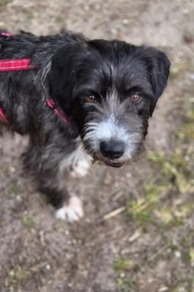 Alani 💗 wartet in 90530 Wendelstein