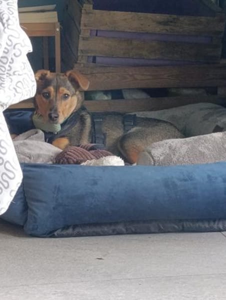 Yuna auf Pflegestelle in Weitramsdorf