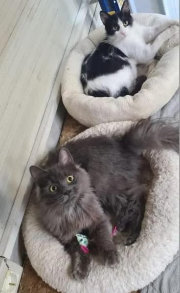 Tiki & Sophie Dreamteam sucht Familie