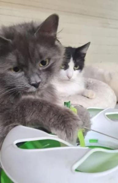 Tiki & Sophie Dreamteam sucht Familie