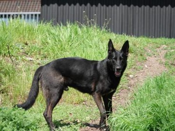 Eric: Black beauty sucht seine Menschen